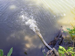 0617_Pelő_25