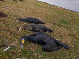 0111_kormoran_01