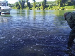 1016_SZH1_ÁPFE_TISZA__39