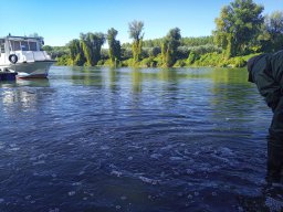 1016_SZH1_ÁPFE_TISZA__40