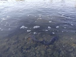 1016_SZH1_ÁPFE_TISZA__42
