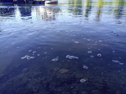 1016_SZH1_ÁPFE_TISZA__43