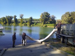 1016_SZH1_ÁPFE_TISZA__47