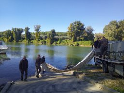 1016_SZH1_ÁPFE_TISZA__48