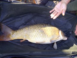  IV. Atka kupa (ősz)_123