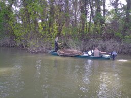 202404_busahalaszat_tisza012