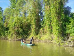 202404_busahalaszat_tisza025