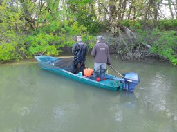 202404_busahalaszat_tisza029