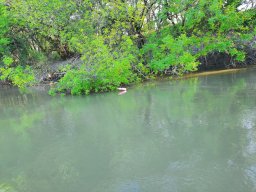 202404_busahalaszat_tisza030