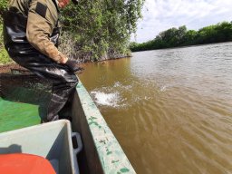 202404_busahalaszat_tisza036