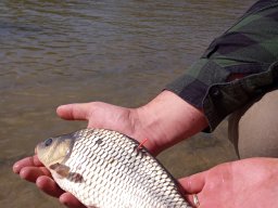 240415_p2_tisza_051