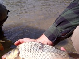 240415_p2_tisza_053