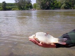 240415_p2_tisza_056
