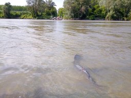 240415_p2_tisza_057