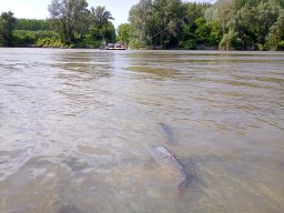 240415_p2_tisza_058