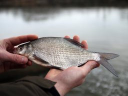 241216_kvegyes_051