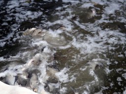 241206_k1_006