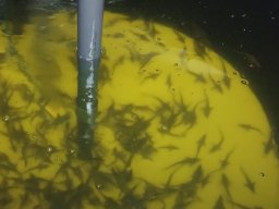 240524_kelo_001