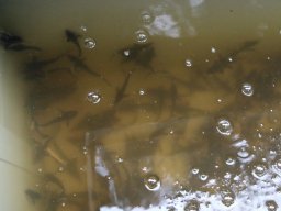 240524_kelo_046