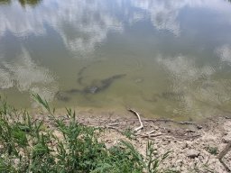 240527_belo_033
