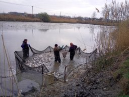 240312_p1_tisza_001