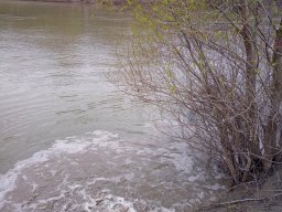 240312_p1_tisza_013