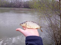 március 13_P1_Tisza