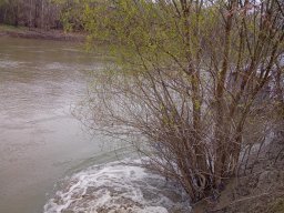 240312_p1_tisza_018