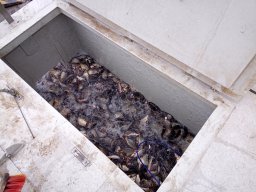 240312_p1_tisza_024