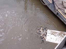 240312_p1_tisza_029