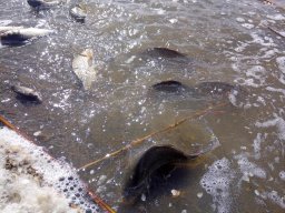 240312_p1_zart_036