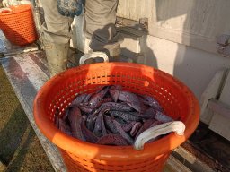 241030_h1_tisza-maros_apfe004