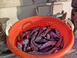 241030_h1_tisza-maros_apfe005