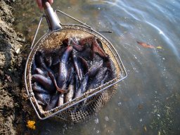 241030_h1_tisza-maros_apfe015