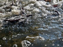 241030_h1_tisza-maros_apfe021