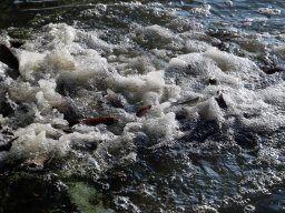 241030_h1_tisza-maros_apfe023