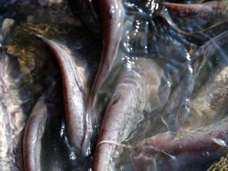 241030_h1_tisza-maros_apfe025