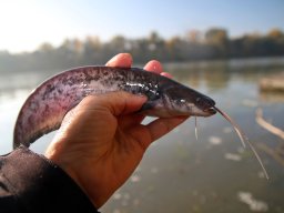 241030_h1_tisza-maros_apfe032