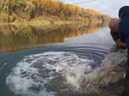 241030_h1_tisza-maros_apfe046