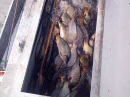 240325_p3_holtagak_021