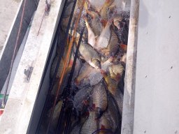 240325_p3_holtagak_022