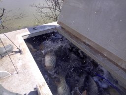 240325_p3_holtagak_109