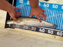 240907_harcsafogo_026
