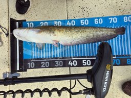 240907_harcsafogo_031