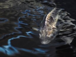 250811_martelytabor_081