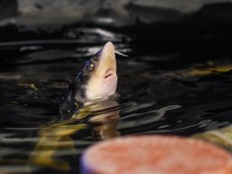 250811_martelytabor_082