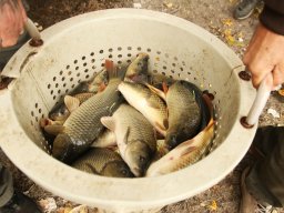 251018_halfesztival_064