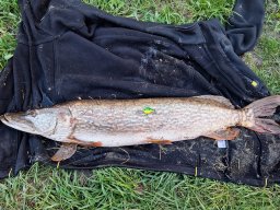 csuka_5_1_nemethszabolcs_2025