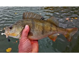 suger_0_63_markusotto_2025