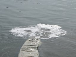 250423_kvegyes025